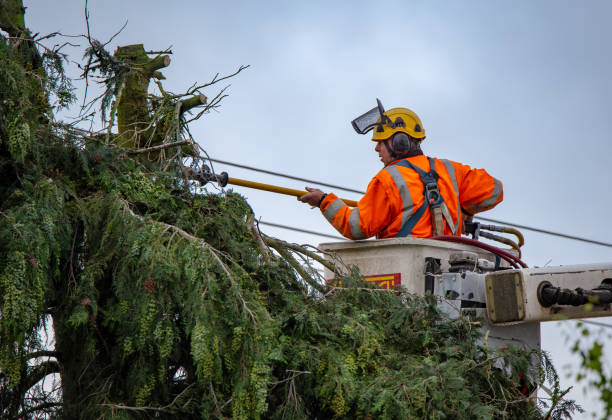 How Our Tree Care Process Works  in  Red Oaks Mill, NY